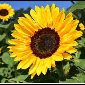 Meet your Posher, Wendy